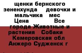 щенки бернского зененхунда. 2 девочки и 2 мальчика(2 мес.) › Цена ­ 22 000 - Все города Животные и растения » Собаки   . Кемеровская обл.,Анжеро-Судженск г.